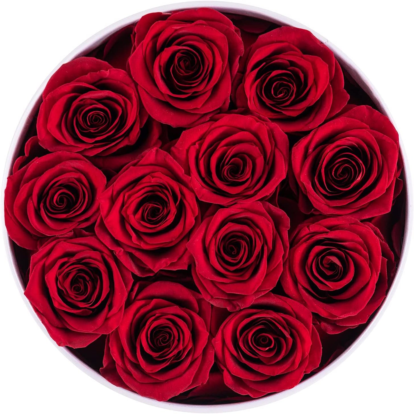 Preserved Red Roses