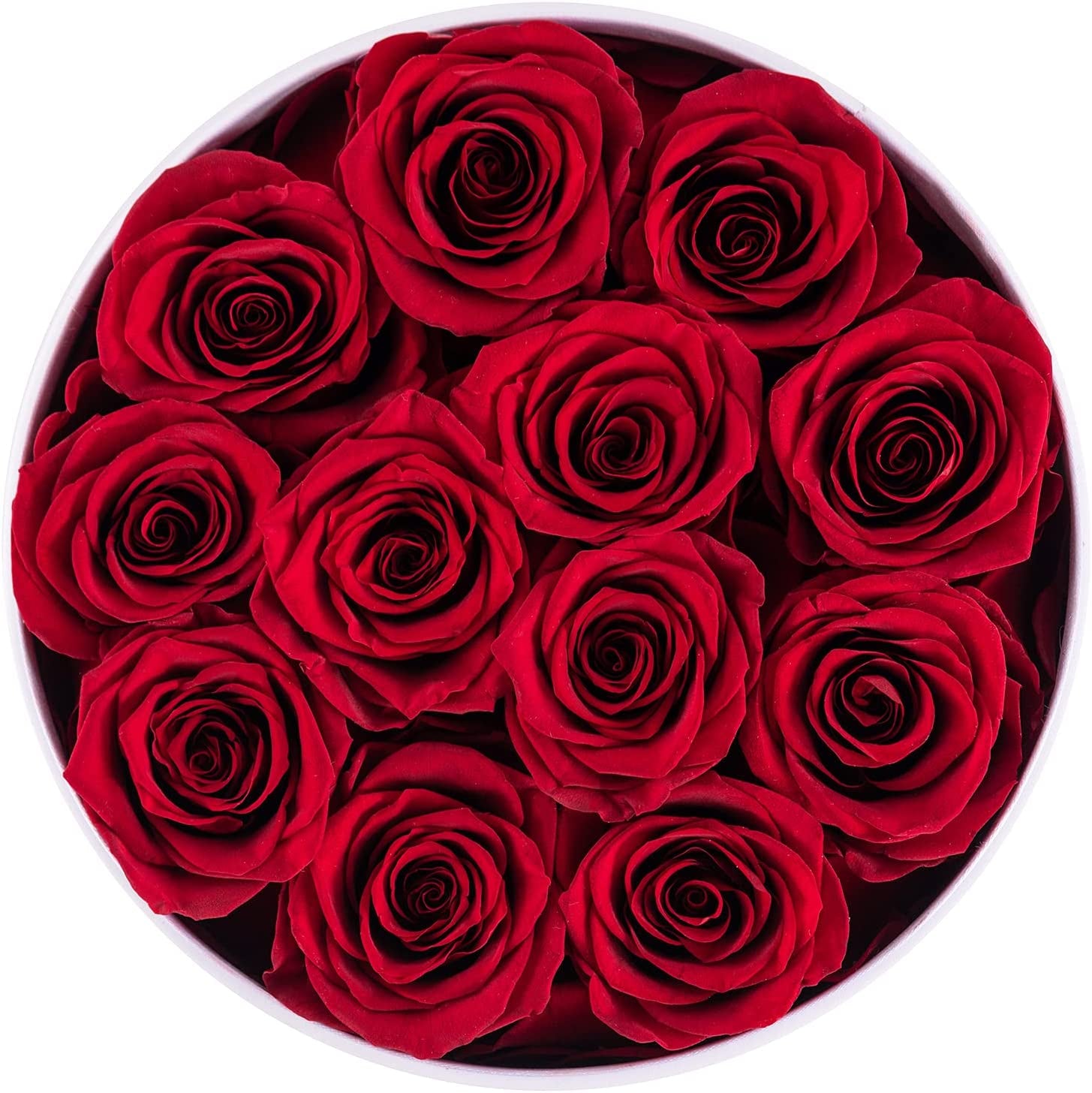 Preserved Red Roses
