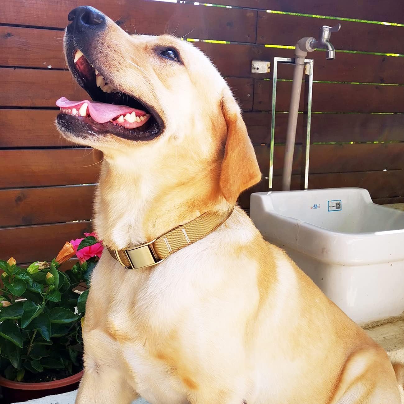 Ultimate Adjustable Heavy-Duty Nylon Dog Collar